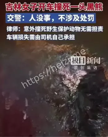 吉林白山黑熊撞车事件